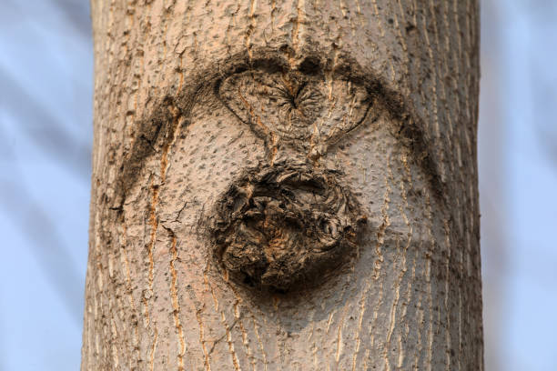 On a sunny day in the park, a part of a tree trunk with a carved dried-up heart.