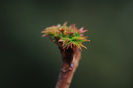 The buds of plants germinate in early spring, North China