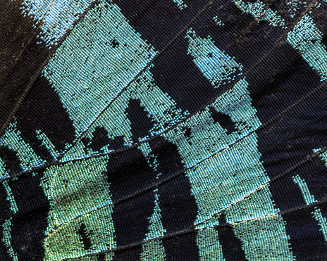 Extreme closeup of a colorful aqua butterfly wing forms abstract textured background