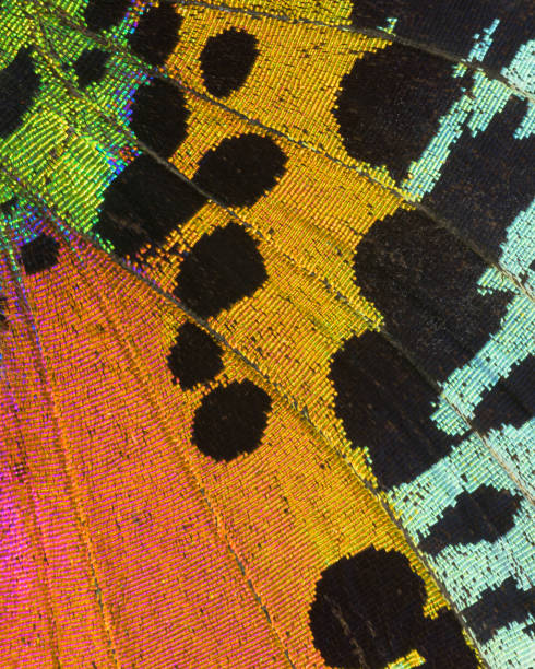 Butterfly wing extreme close-up