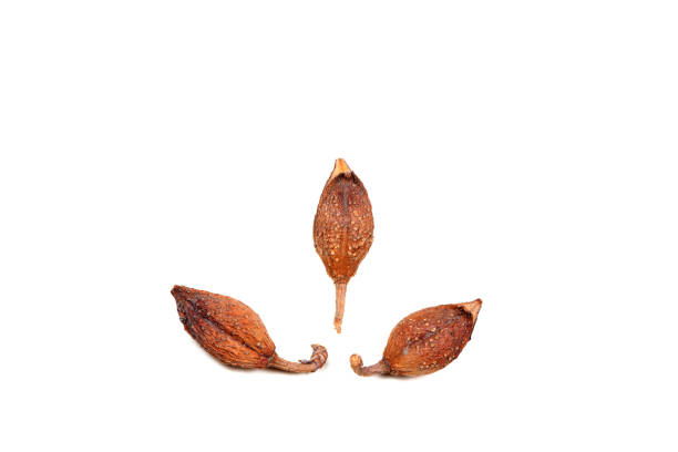 Wild plant seeds in white background