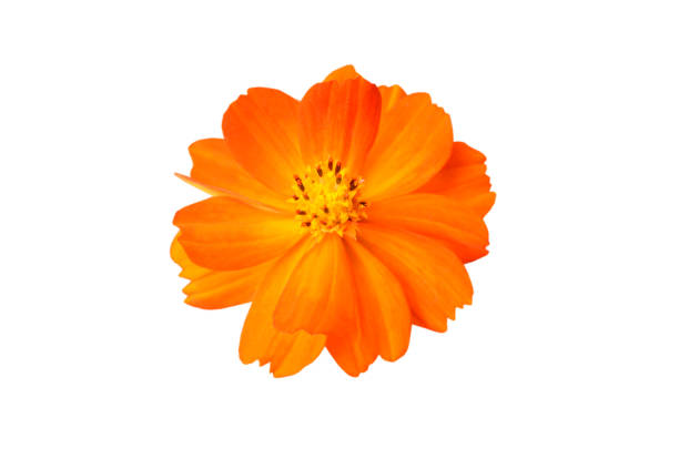 istock orange cosmos flower head 1988673641