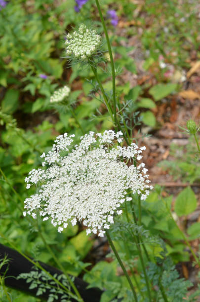 White hemlock, wildflower White hemlock, wildflower in green background cicuta virosa stock pictures, royalty-free photos & images