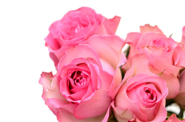 istock bunch of pink roses 1988673737