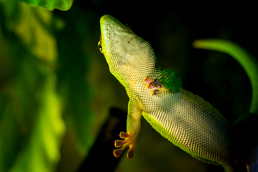 Close-up of Madagascar Day Gecko showing its \