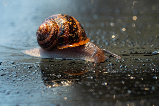 snail standing on green orange in nature after rain