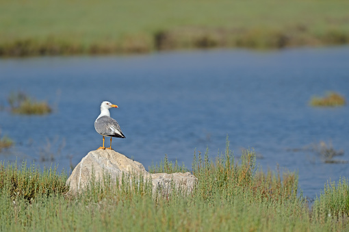 Yellow-legged Gull, Larus michahellis, on a rock. Blue coloured lake and green aquatic plants in the background.