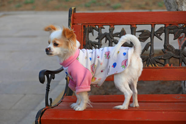 Chihuahua giving man its paw.