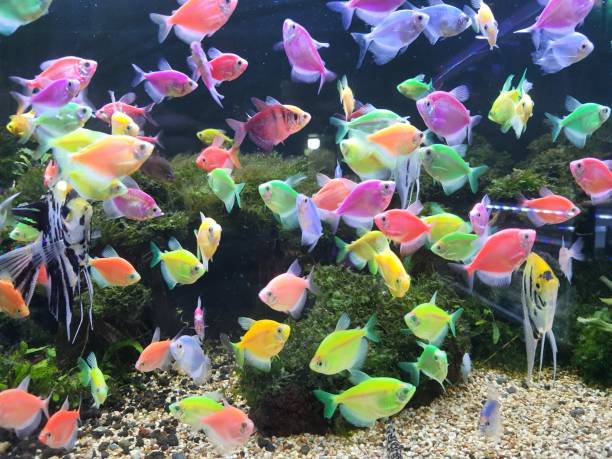 istock Glow Fish - Glow in the Dark 1988696457