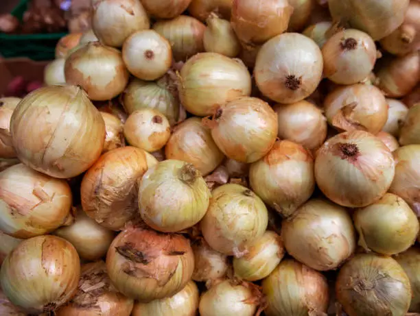 Bunch of onions  in the market