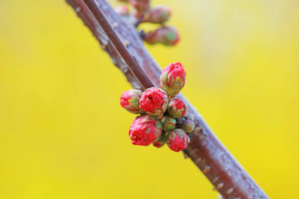 Peach buds in the park, North China