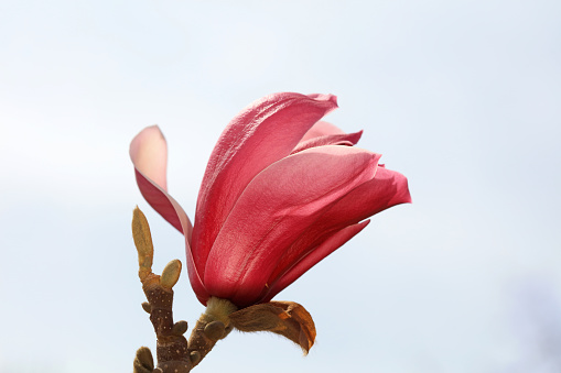 Magnolia buds in the park, North China