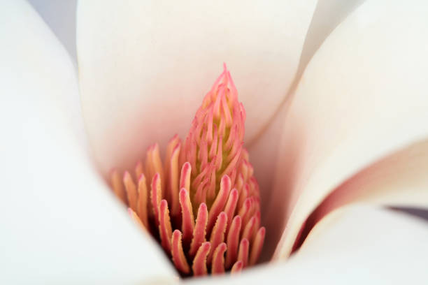 Magnolia in full bloom, North China