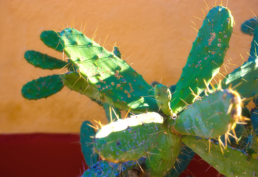 El Charco del Bontanical Garden in San Miguel De Allende Mexico close up of cactus with a blue sky background