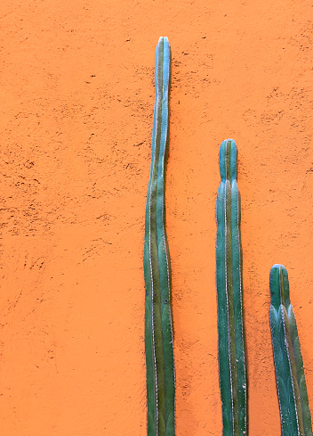 Three candelabra tree cactus (euphorbia ingens) against a vibrant orange-yellow background. Shot in Oaxaca, Mexico.