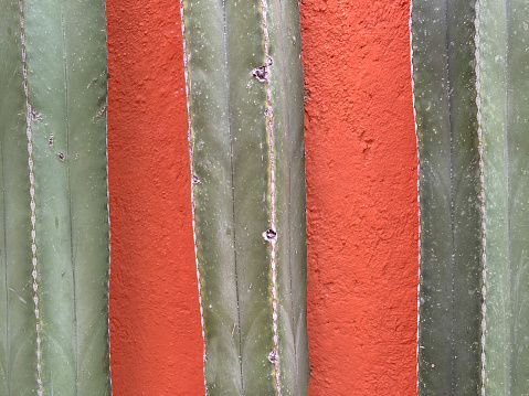Three candelabra tree cactus (euphorbia ingens) against a vibrant orange-yellow background. Shot in Oaxaca, Mexico.