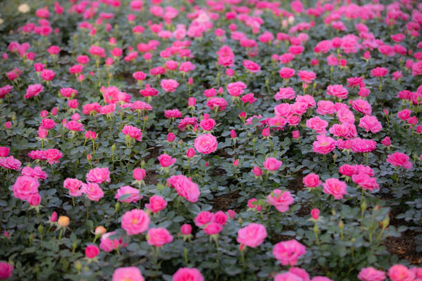 istock Pink rose flower in the garden 1988726080