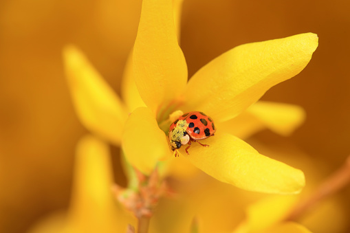 Ladybug on yellow dandelion flowers. Bright vibrant Sunny spring background.