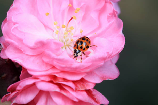 Ladybug walking alone on a concrete floor