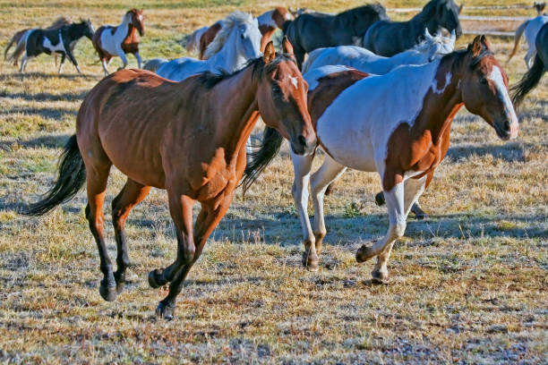 Herd of horses running on a  Colorado guest ranch