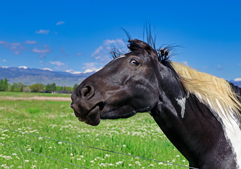 Horse shaking his head to keep flies off