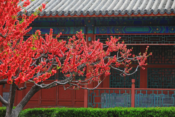 istock Blooming peach blossom and Chinese classical architecture, Beijing 1988773746