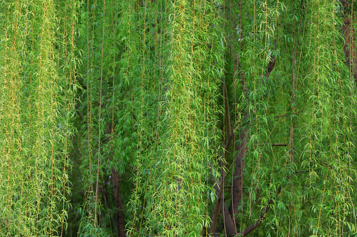 A close-up of the green willow