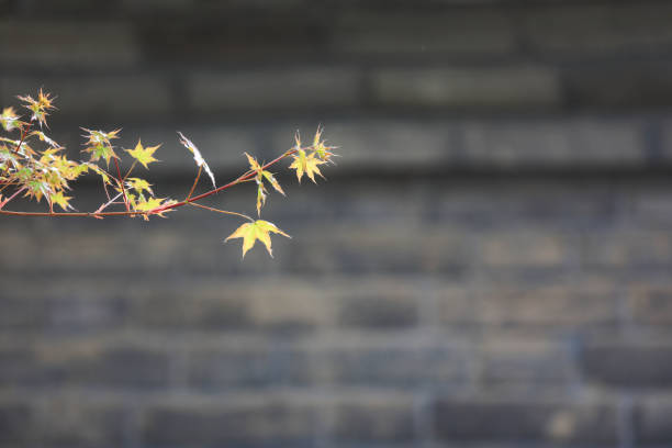 Close up of maple leaves