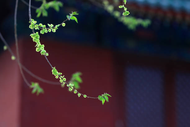 Elms and ancient buildings in a park, North China
