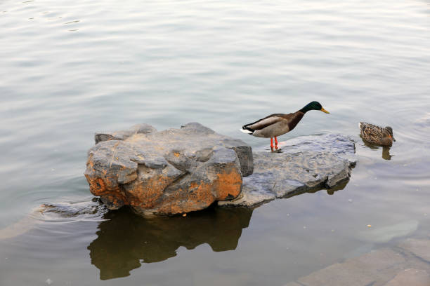 Wild ducks live in ponds in Beijing