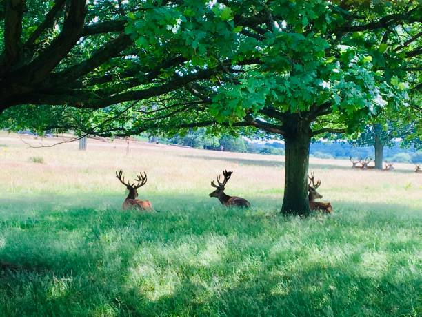istock Several male deer resting under trees in Richmond Park 1988778389