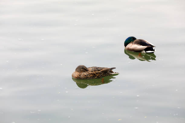 Wild ducks live in ponds in Beijing