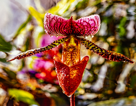 Paphiopedilum, often called the Venus slipper, is a genus of the lady slipper orchid subfamily Cypripedioideae of the flowering plant family Orchidaceae.