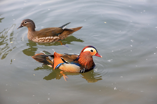 Beautiful waterbirds and mandarin ducks in the pond, Beijing