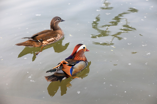 Beautiful waterbirds and mandarin ducks in the pond, Beijing