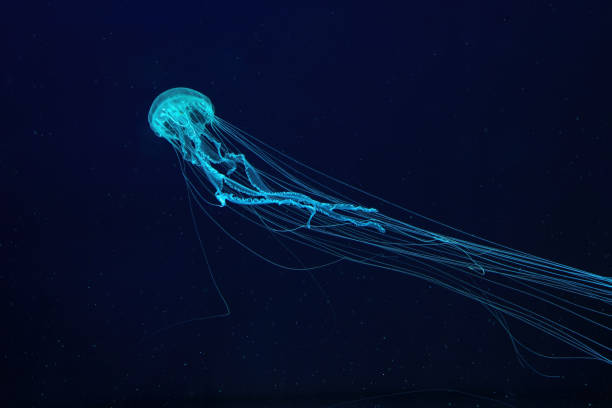 istock Fluorescent jellyfish swimming underwater aquarium pool with blue neon light 1988783101