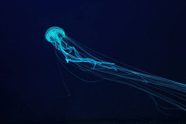 Fluorescent jellyfish swimming underwater aquarium pool with blue neon light - foto de acervo