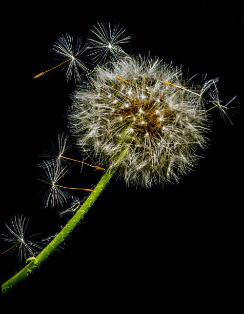 istock dandelions seeds on black background 1988785185