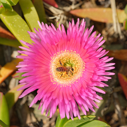 Hottentot fig or Ice plants Carpobrotus edulis is a ground-creeping plant with succulent leaves, native to South Africa. But is found in many other areas too, including the Mediterranean countries, for example spain, italy, greece, Crete,  Also known as Hottentot-fig, ice plant, highway ice plant, pigface, sour fig.