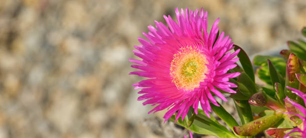 hottentot fig - also known as hottentot-fig, ice plant, highway ice plant, pigface, sour fig - sea fig stock-fotos und bilder