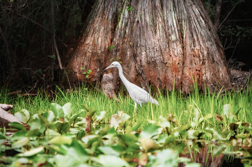 Little Egret (Egretta garzetta) is on the look out for a meal in the lilies.  A Bald Cypress (Taxodium distichum) trunk is in the background.