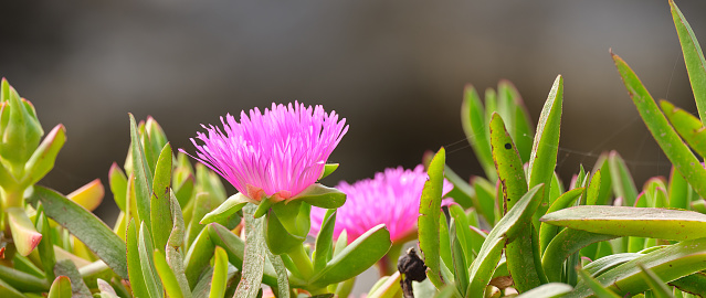 Hottentot fig or Ice plants Carpobrotus edulis is a ground-creeping plant with succulent leaves, native to South Africa. But is found in many other areas too, including the Mediterranean countries, for example spain, italy, greece, Crete,  Also known as Hottentot-fig, ice plant, highway ice plant, pigface, sour fig.