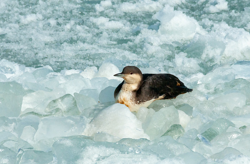 The black-throated loon (Gavia arctica), bird resting on floating ice in the Black Sea