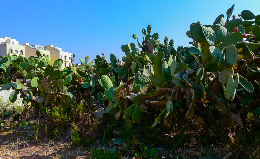 Opuntia ficus-indica, cacti with red edible fruits growing on the island of Gozo among the ancient ruins, Malta