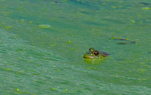 Green lake frog in green lake water, water blooming with blue-green algae Microcystis, Lake Yalpug, Ukraine