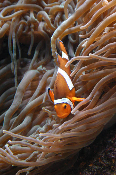 istock Clownfish (Amphiprion sp.) swimming underwater in Oceanarium 1988802757