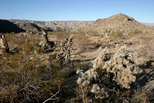 Mojave Desert; Joshua Tree National Park; California