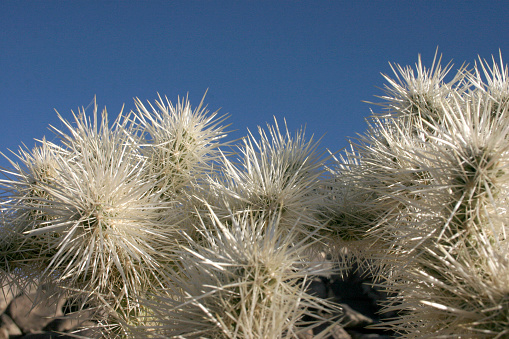 Cacti with white thorns among stones (Cylindropuntia echinocarpa)