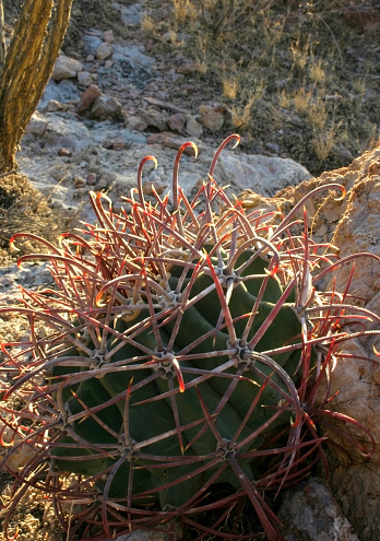 Organ pipe national park, Arizona - young plants Ferocactus with red spines hooks