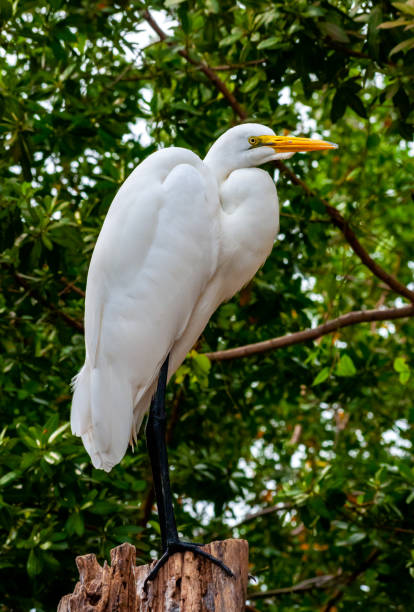 istock The great egret (Ardea alba), bird resting in mangroves, Florida 1988806080